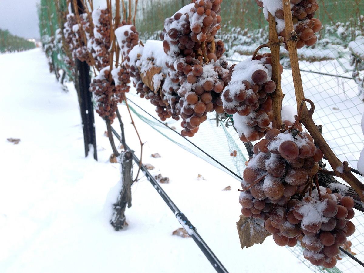 Moldovan ice-wine