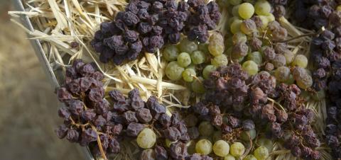 Wine from late harvest grapes